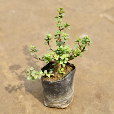 Jade in 4 Inch Nursery bag