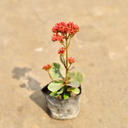 Buy Kalanchoe (Any Colour) in 4 Inch Nursery bag | Urvann.com