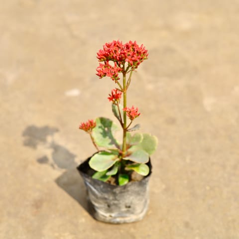 Kalanchoe (Any Colour) in 4 Inch Nursery bag