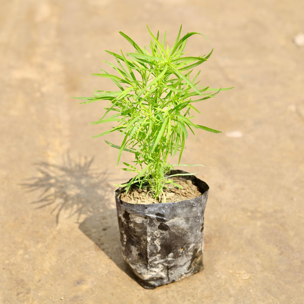 Buy Kochia in 4 Inch Nursery bag | Urvann.com Kochia in 4 Inch Nursery bag