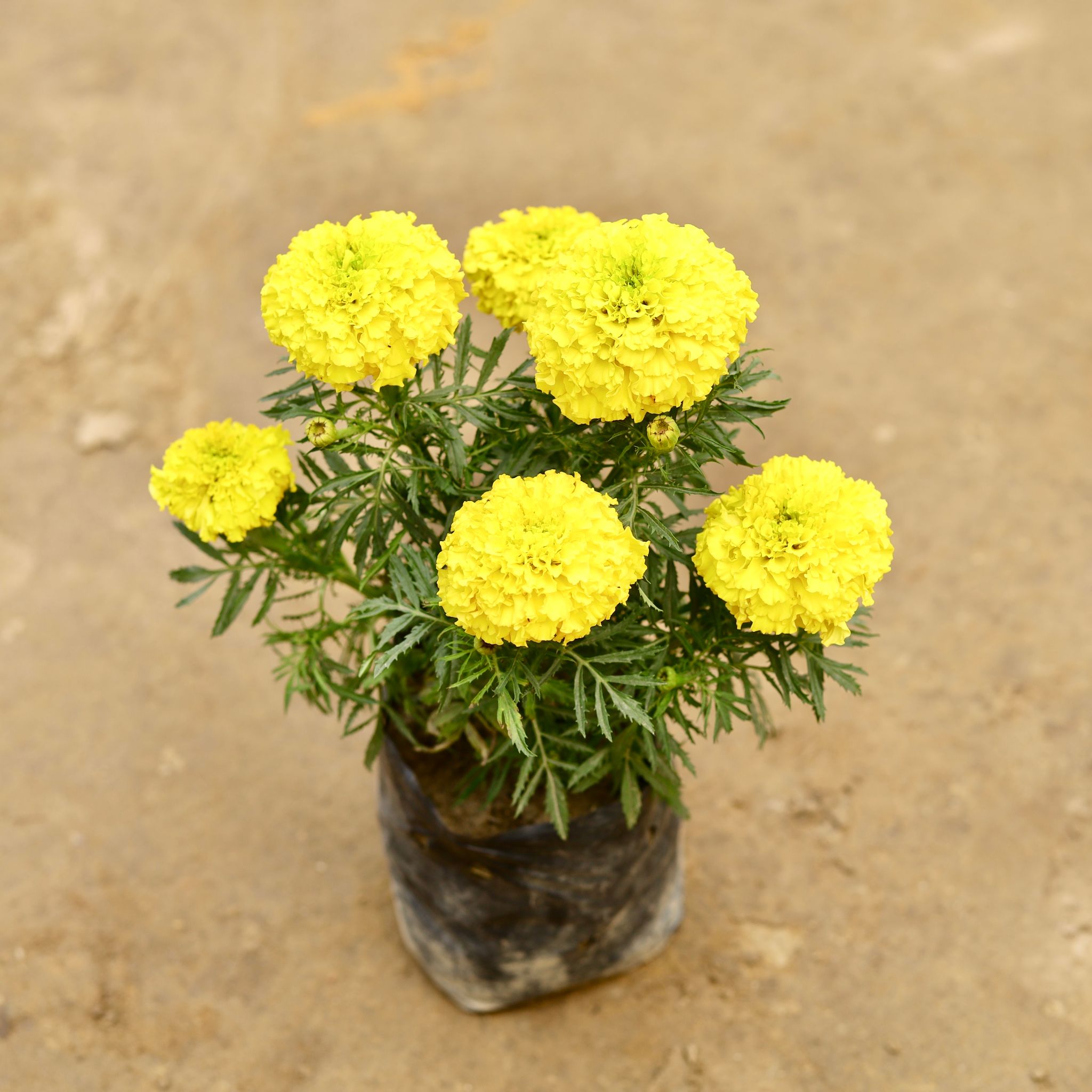 Marigold / Genda (Any Colour) in 5 Inch Nursery bag