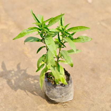 Buy Sukh Shanti in 4 Inch Nursery bag | Urvann.com