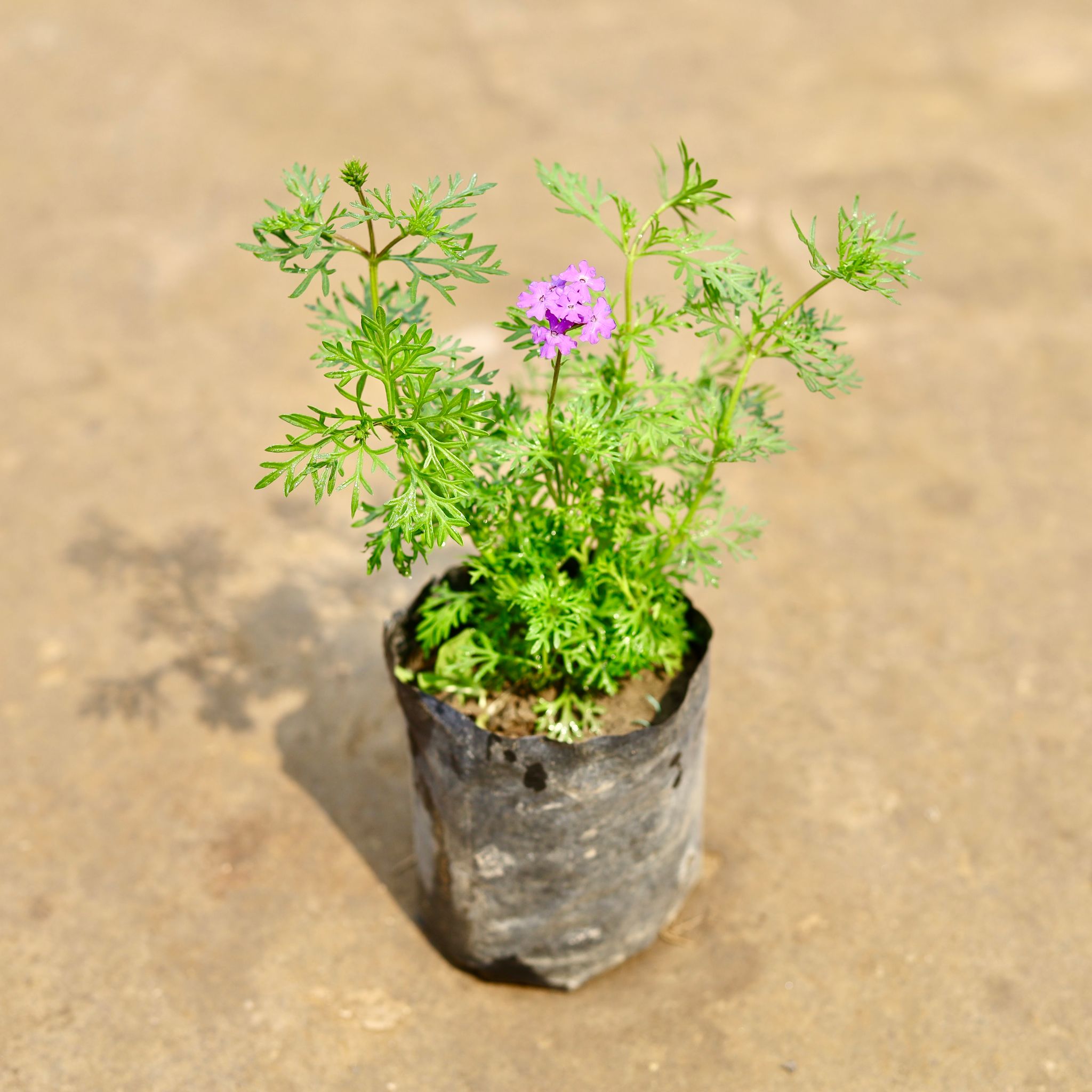 Verbena (Any Colour) in 4 Inch Nursery bag