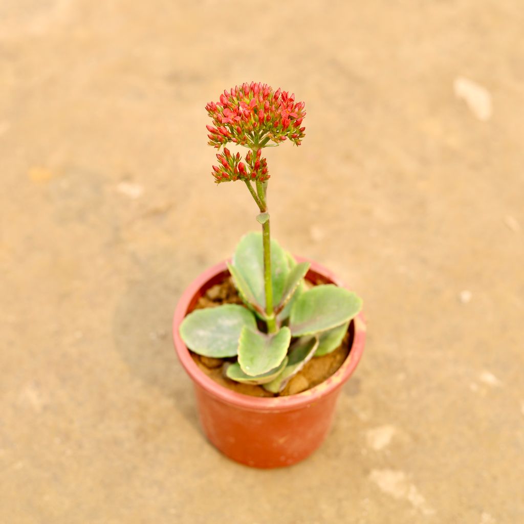 Buy Kalanchoe Succulent (Any Colour) in 4 Inch Nursery Pot | Urvann.com Kalanchoe Succulent (Any Colour) in 4 Inch Nursery Pot