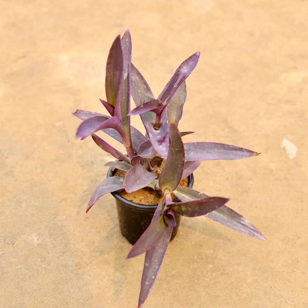 Buy Purple Heart in 4 Inch Nursery Pot | Urvann.com Purple Heart in 4 Inch Nursery Pot