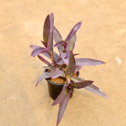Buy Purple Heart in 4 Inch Nursery Pot | Urvann.com