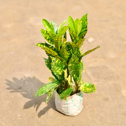 Buy Baby Croton in 4 Inch Nursery bag | Urvann.com