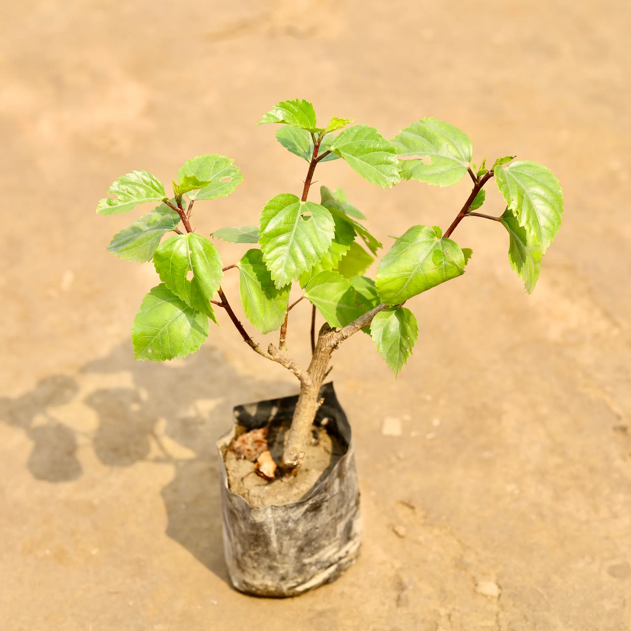 Hibiscus / Gudhal (Any Colour) in 4 Inch Nursery bag