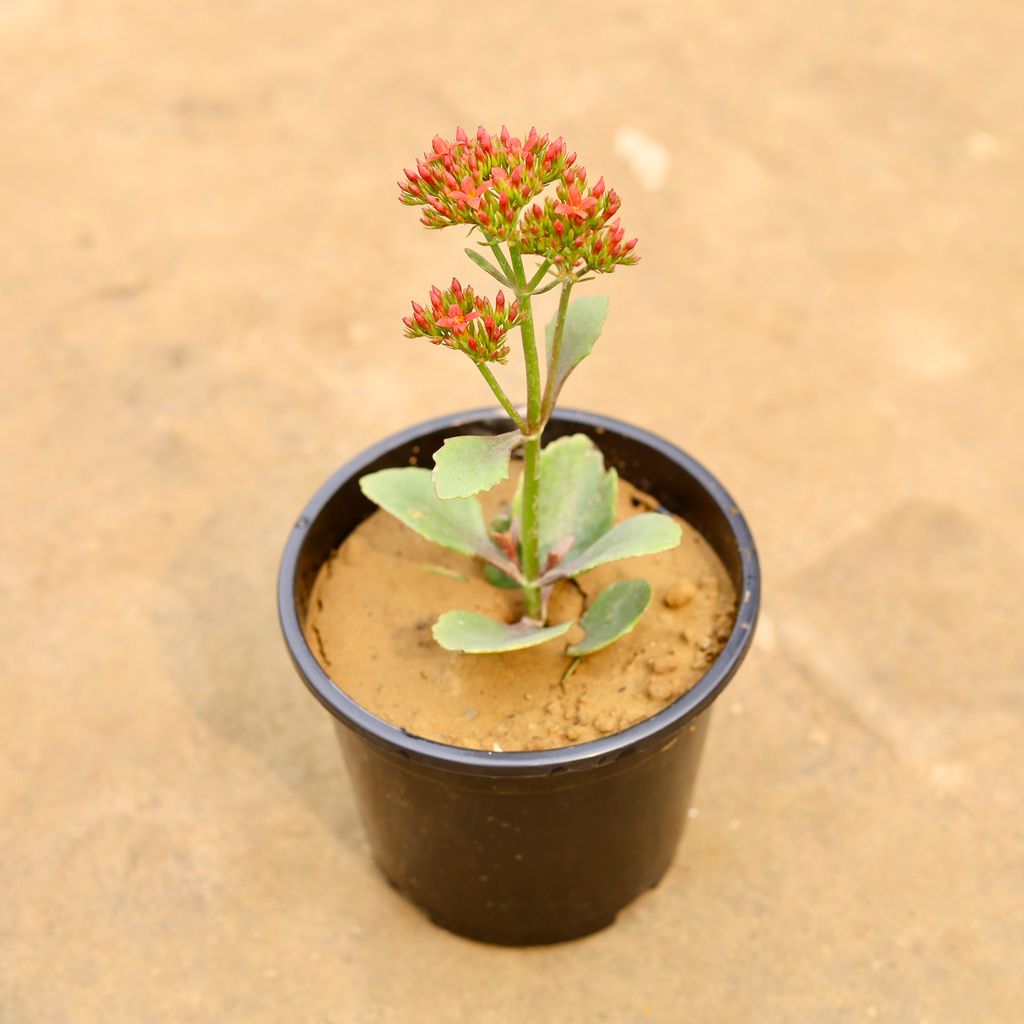 Buy Kalanchoe Succulent (Any Colour) in 6 Inch Nursery Pot | Urvann.com Kalanchoe Succulent (Any Colour) in 6 Inch Nursery Pot