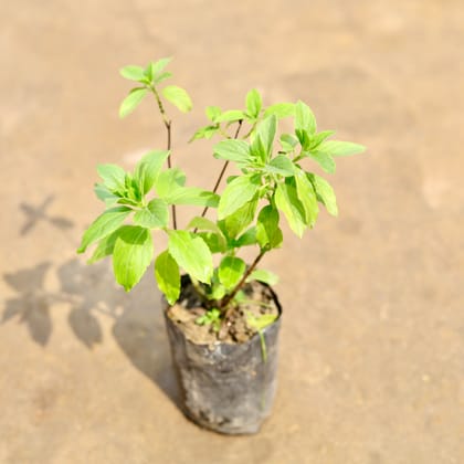 Buy Kapoor Tulsi in 4 Inch Nursery bag | Urvann.com