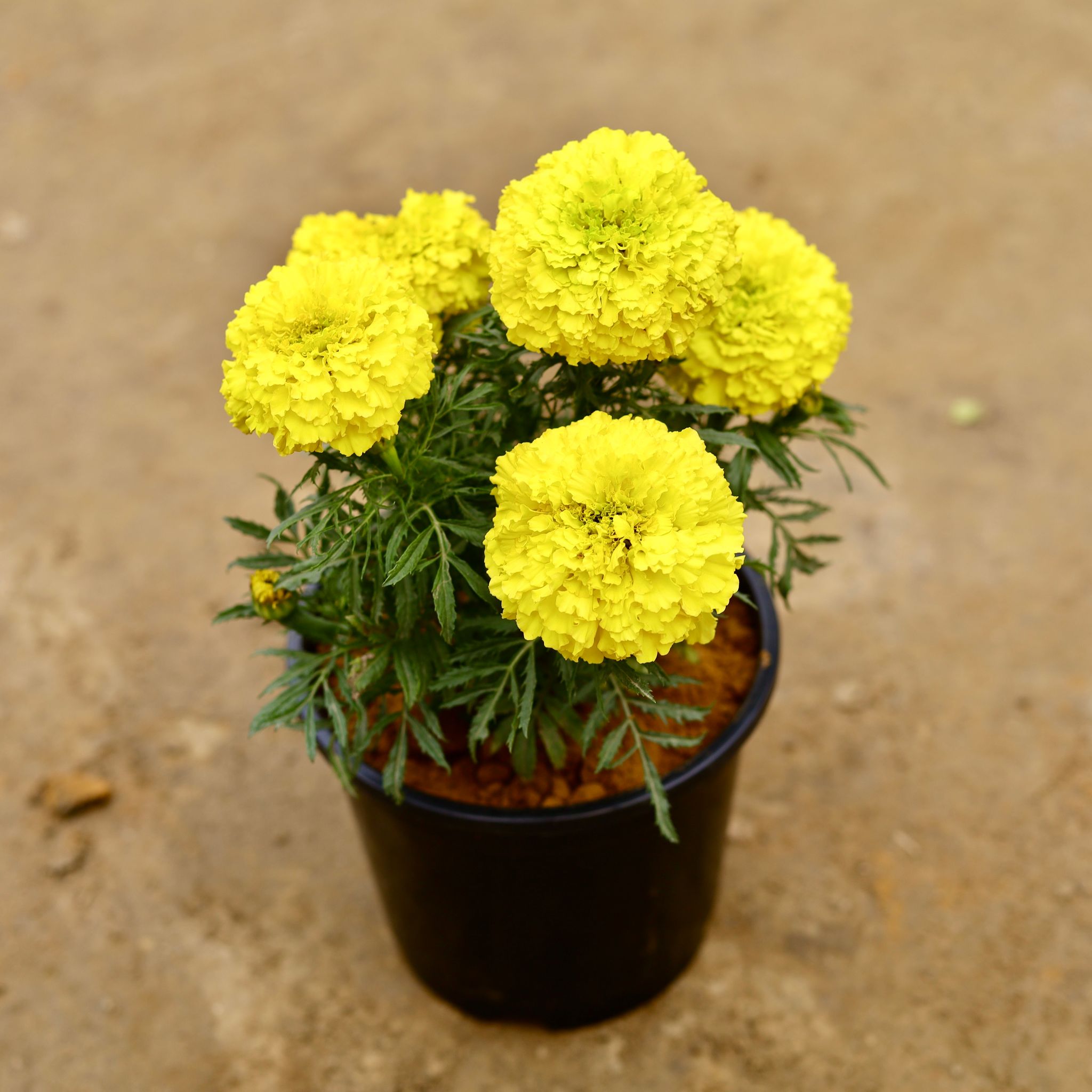 Marigold / Genda (Any Colour) in 6 Inch Nursery Pot
