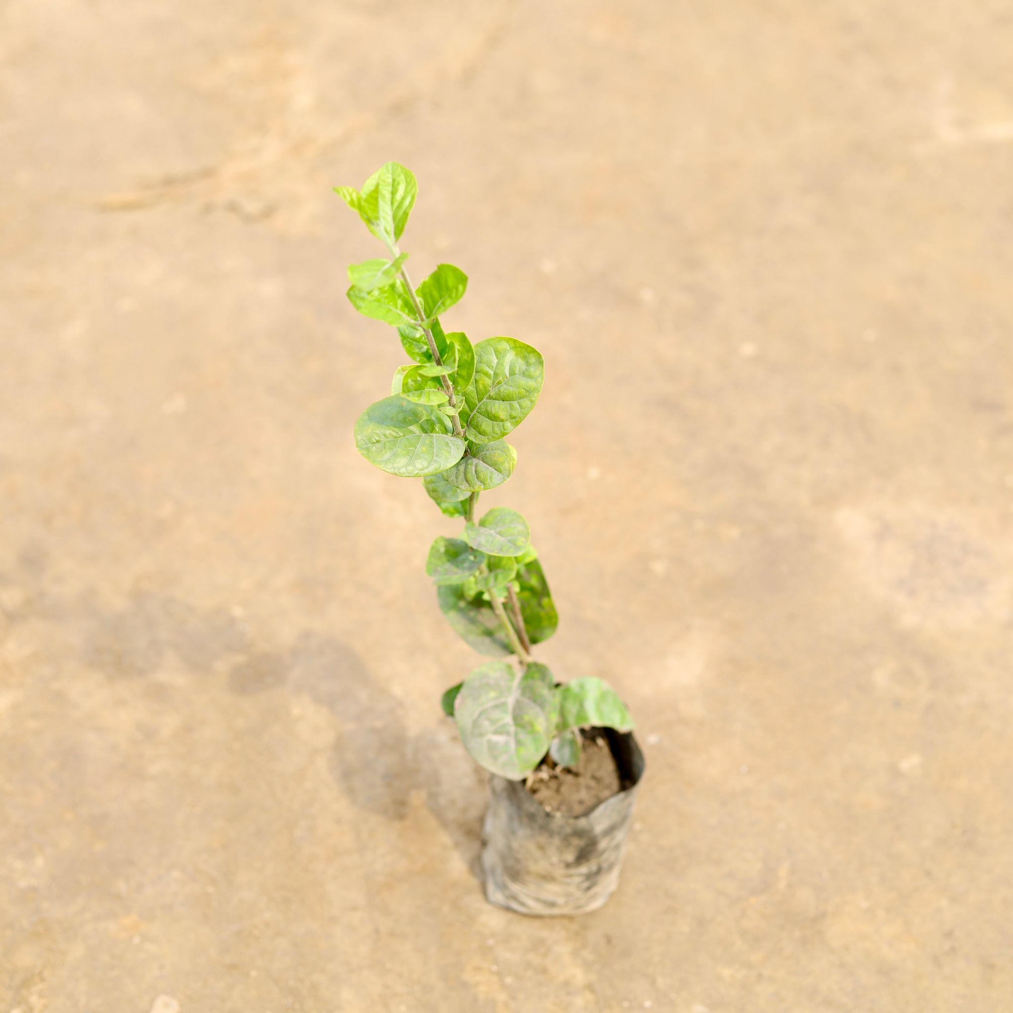 Mogra / Jasmine (Any Colour) in 4 Inch Nursery bag