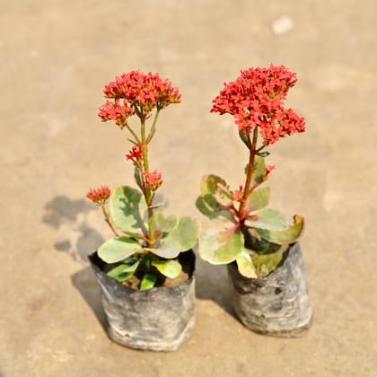 Buy Set of 2 - Kalanchoe (Any Colour) in 4 Inch Nursery bag | Urvann.com