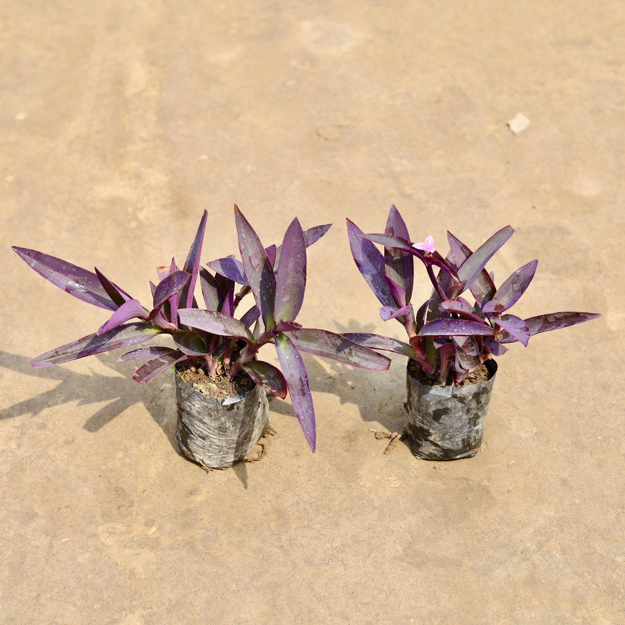 Set of 2 - Purple Heart in 4 Inch Nursery bag