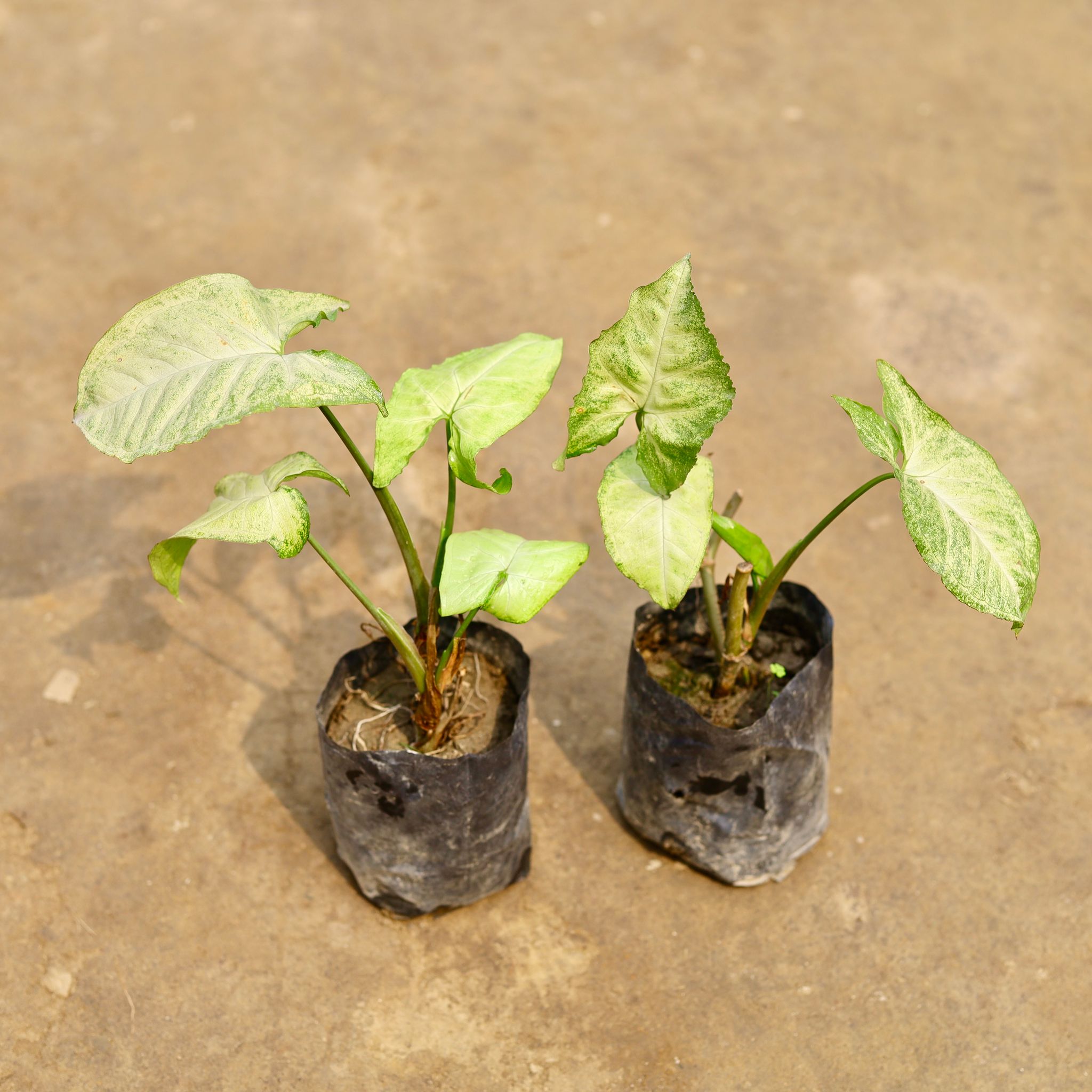 Set of 2 - Syngonium Green in 4 Inch Nursery bag