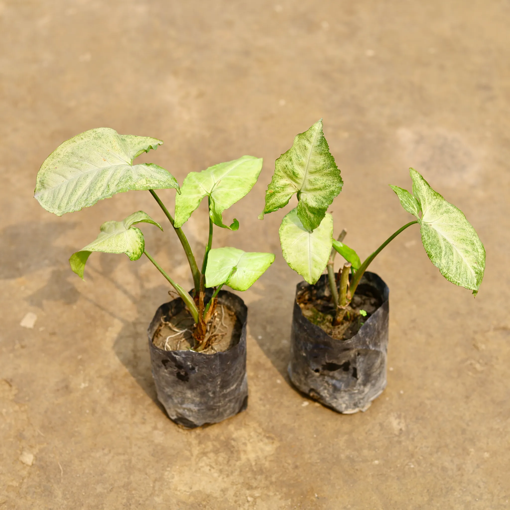 Set of 2 - Syngonium Green in 4 Inch Nursery bag