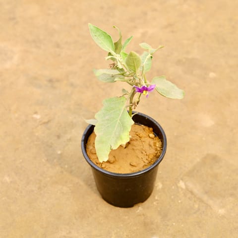 Brinjal / Baigan in 6 Inch Nursery Pot