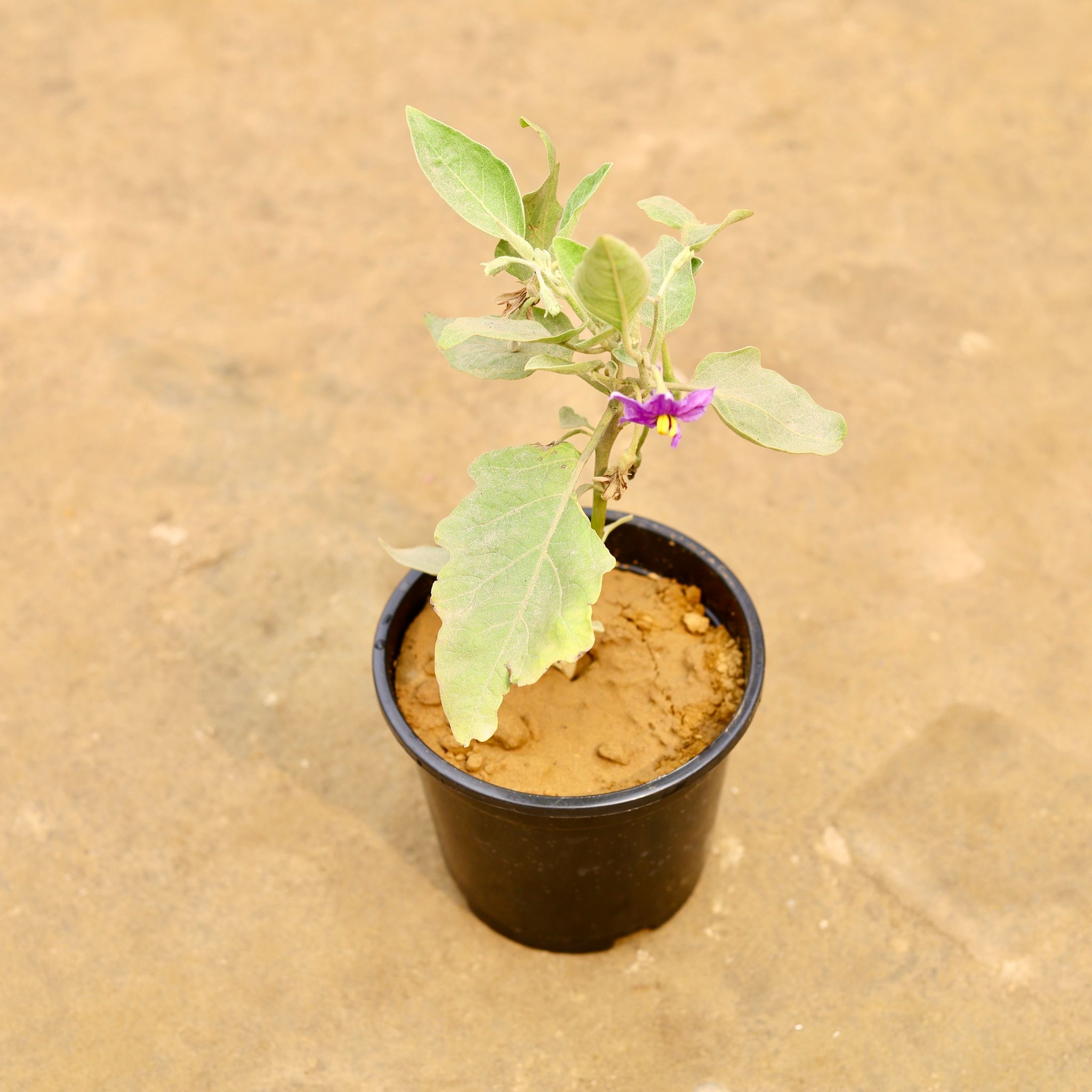 Brinjal / Baigan in 6 Inch Nursery Pot
