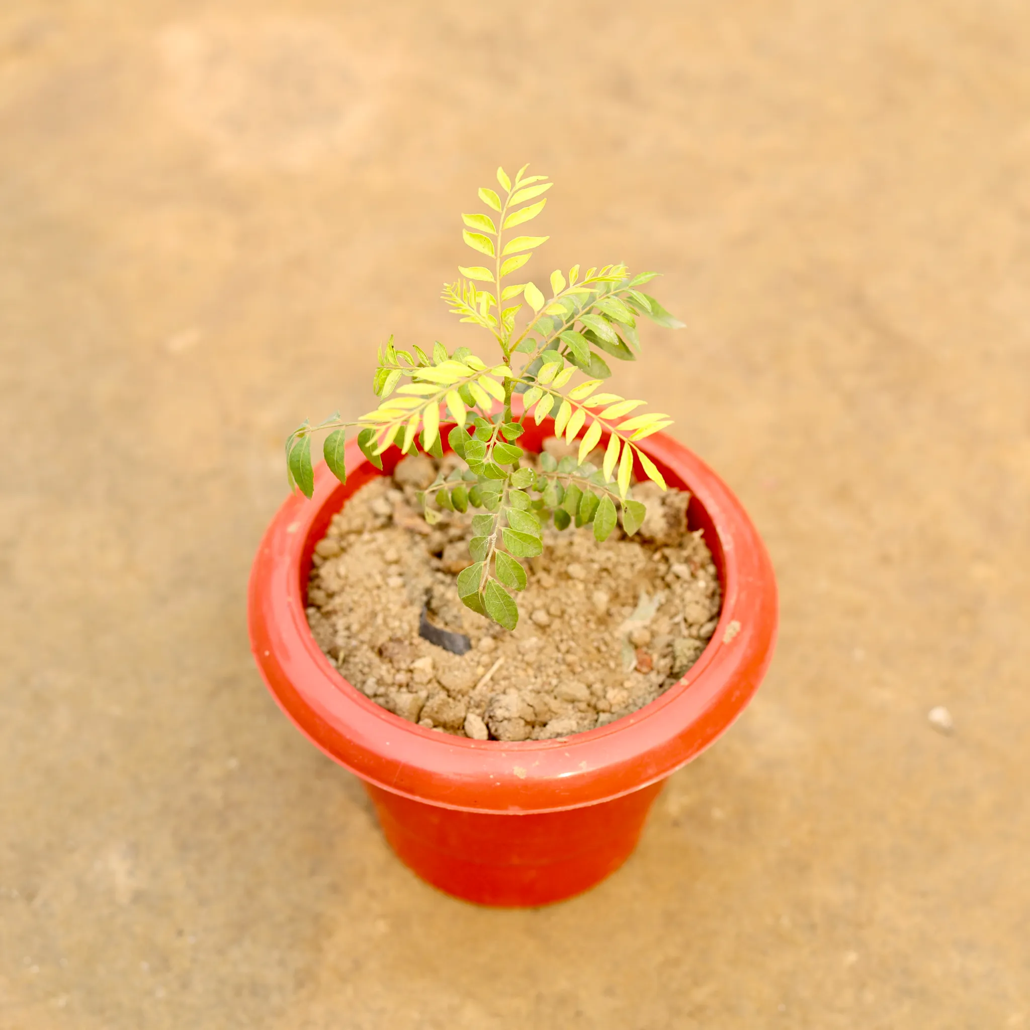 Curry Patta in 6 Inch Classy Red Plastic Pot