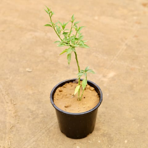 Green Chilli in 6 Inch Nursery Pot
