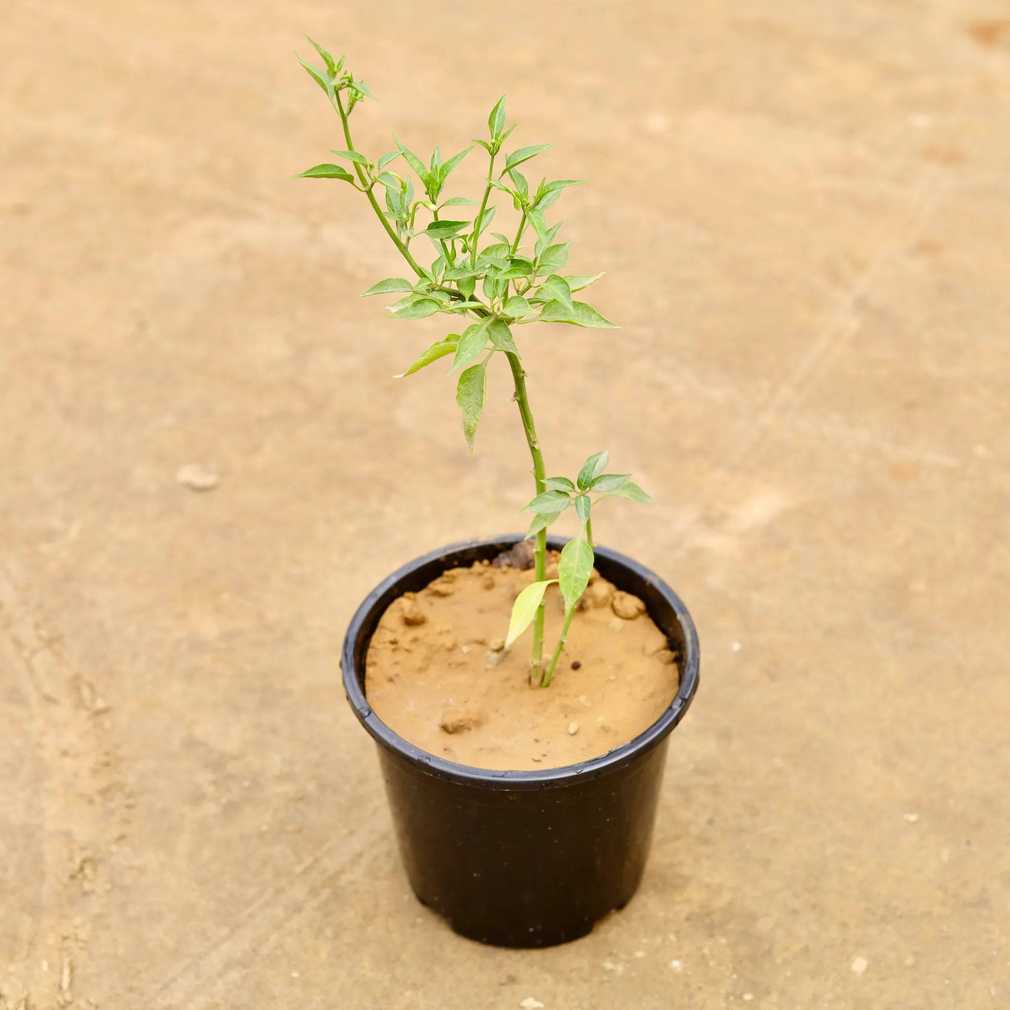 Green Chilli in 6 Inch Nursery Pot