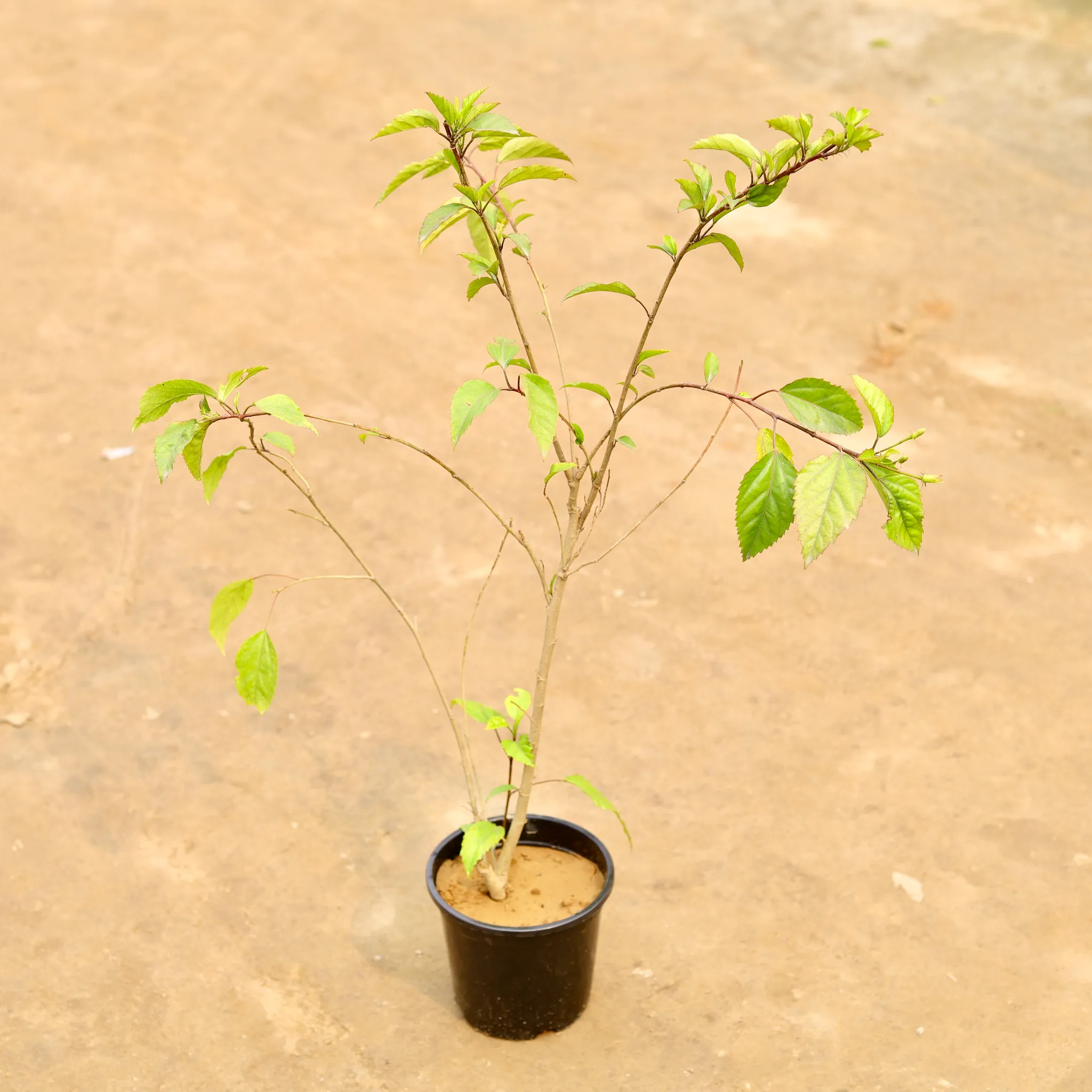 Hibiscus / Gudhal (Any colour) in 6 Inch Nursery Pot