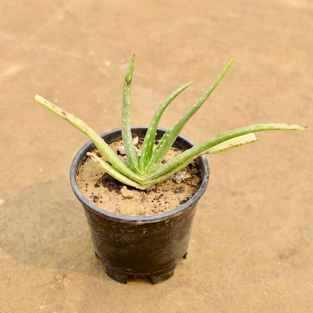 Buy Aloevera in 6 Inch Nursery Pot | Urvann.com Aloevera in 6 Inch Nursery Pot
