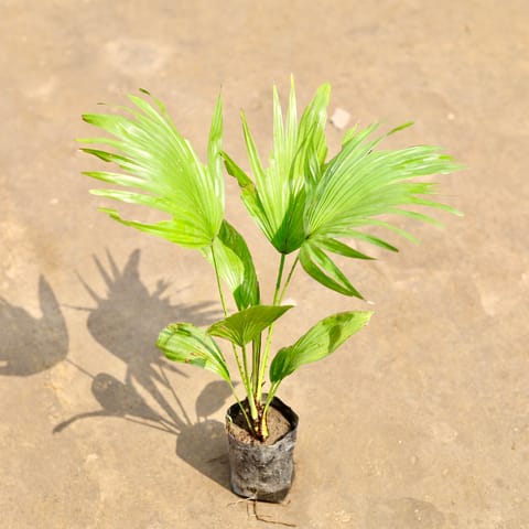 China Palm in 4 Inch Nursery bag