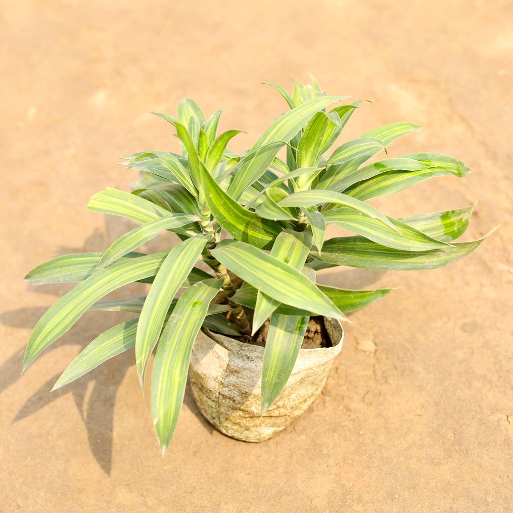 Buy Dracaena Messenger Green in 4 Inch Nursery bag | Urvann.com Dracaena Messenger Green in 4 Inch Nursery bag