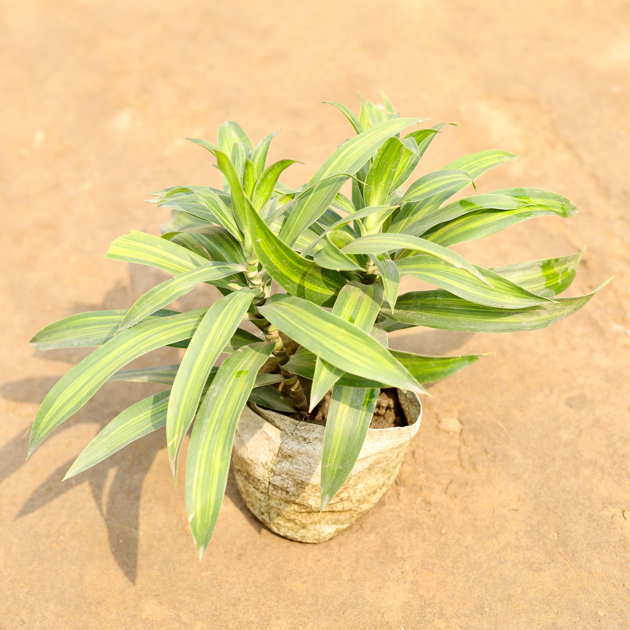 Dracaena Messenger Green in 4 Inch Nursery bag