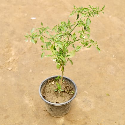 Buy Green Chilli in 6 Inch Nursery Pot | Urvann.com