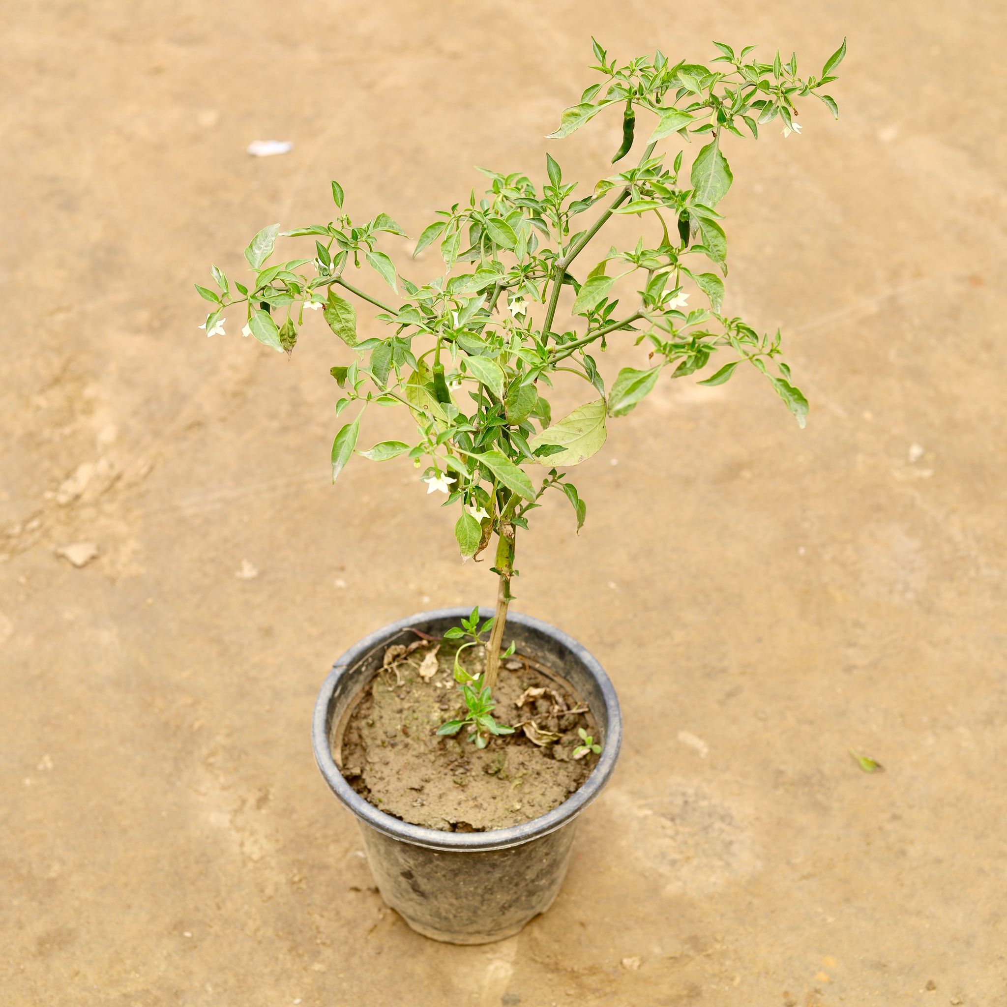 Green Chilli in 6 Inch Nursery Pot