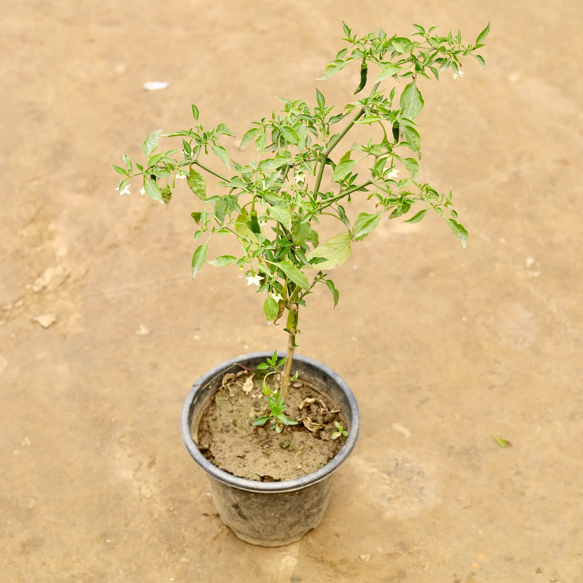 Green Chilli in 6 Inch Nursery Pot