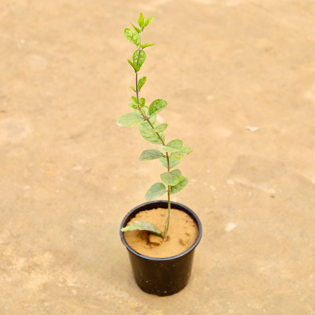 Buy Mogra / Jasmine (Any Colour) in 6 Inch Nursery Pot | Urvann.com Mogra / Jasmine (Any Colour) in 6 Inch Nursery Pot