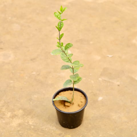 Mogra / Jasmine (Any Colour) in 6 Inch Nursery Pot