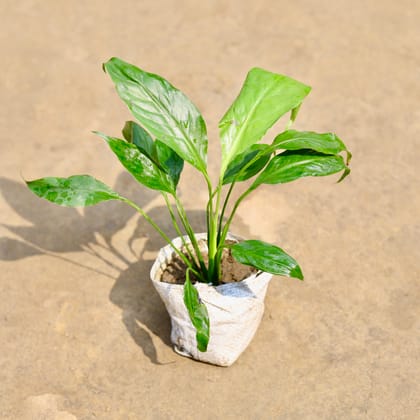 Buy Peace Lily (Any Colour) in 4 Inch Nursery bag | Urvann.com