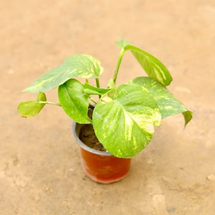 Buy Golden Money plant in 4 Inch Nursery Pot | Urvann.com