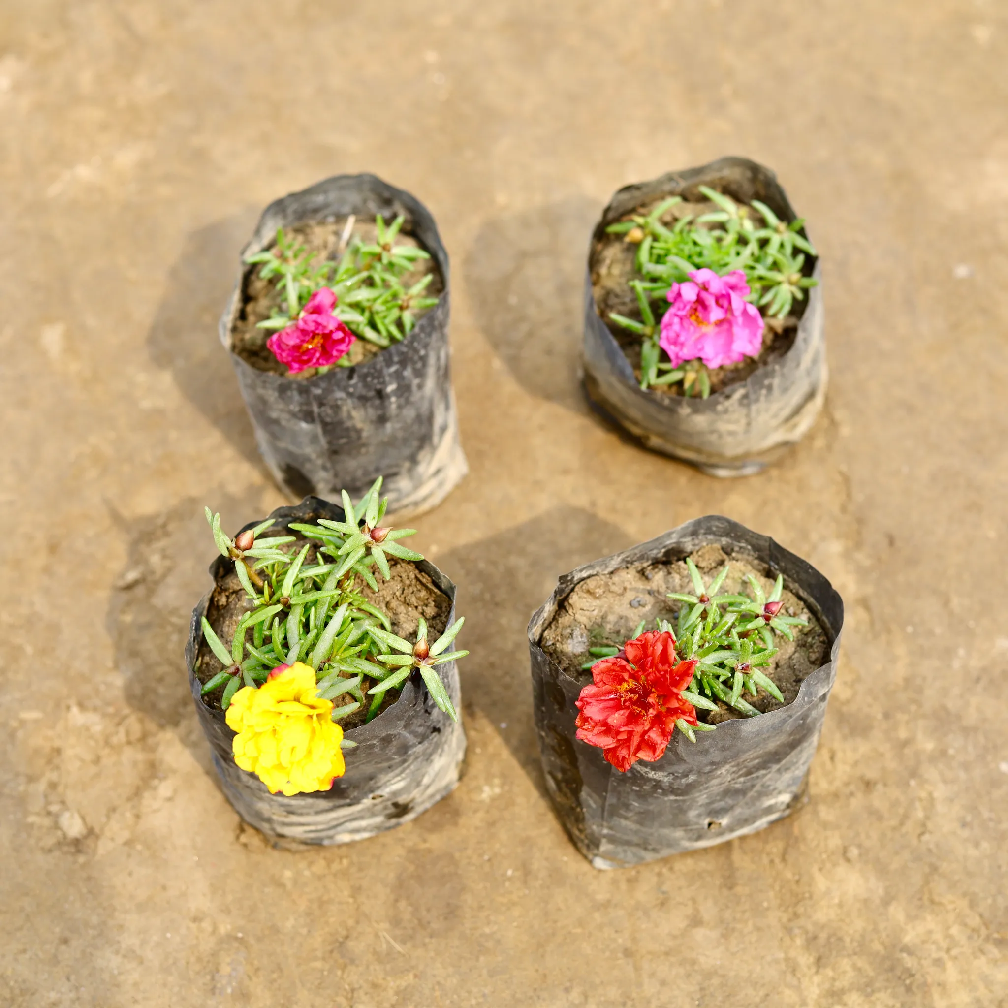 Set of 4 - Portulaca Moss Rose (Any colour) in 4 Inch Nursery bag