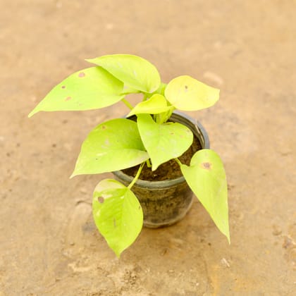 Buy Golden Money plant in 4 Inch Nursery Pot | Urvann.com