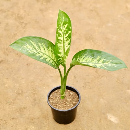 Buy Dieffenbachia in 6 Inch Nursery Pot | Urvann.com