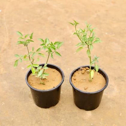 Buy Green Chilli & Tomato in 6 Inch Nursery Pot | Urvann.com