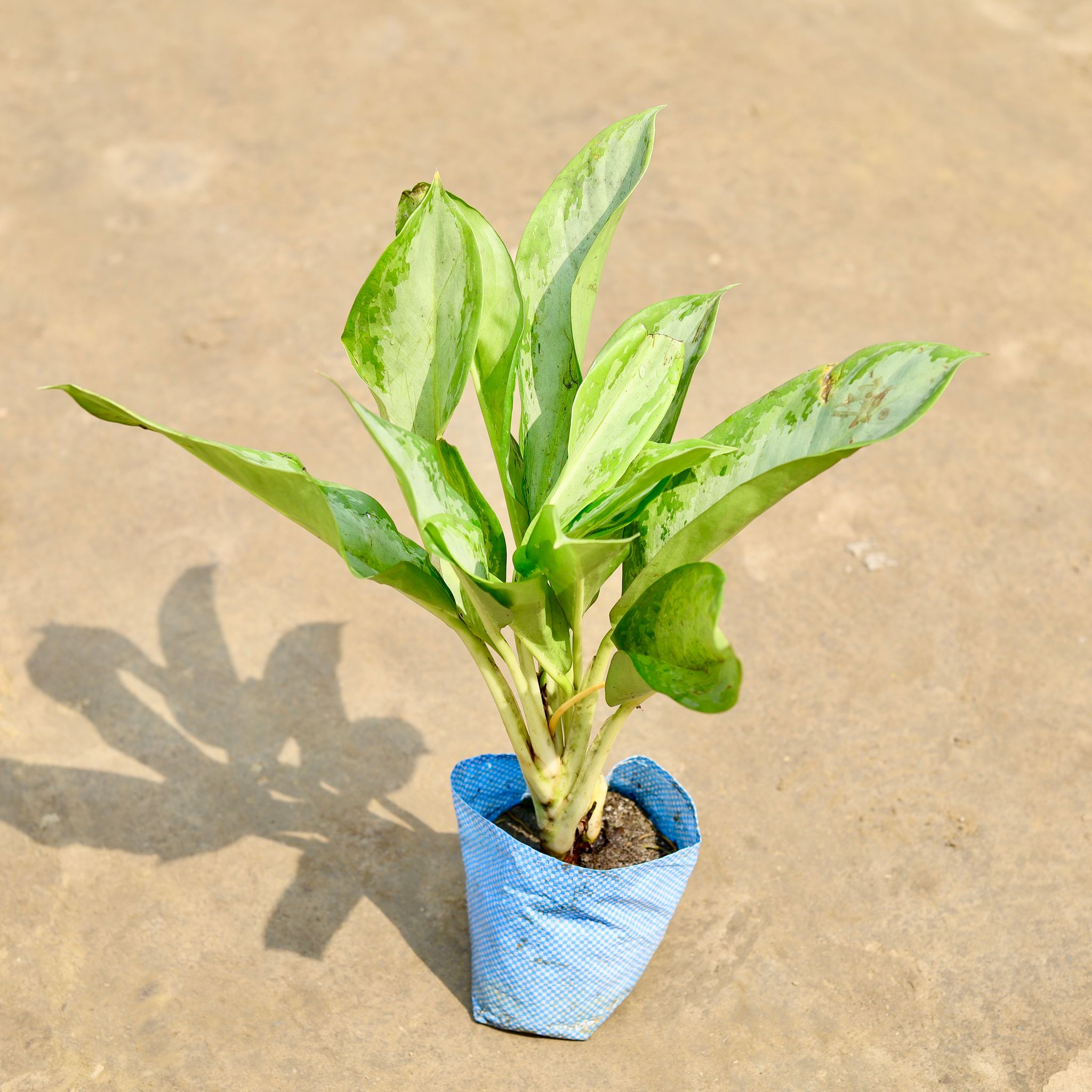 Aglaonema Dove in 8Inch Nursery bag