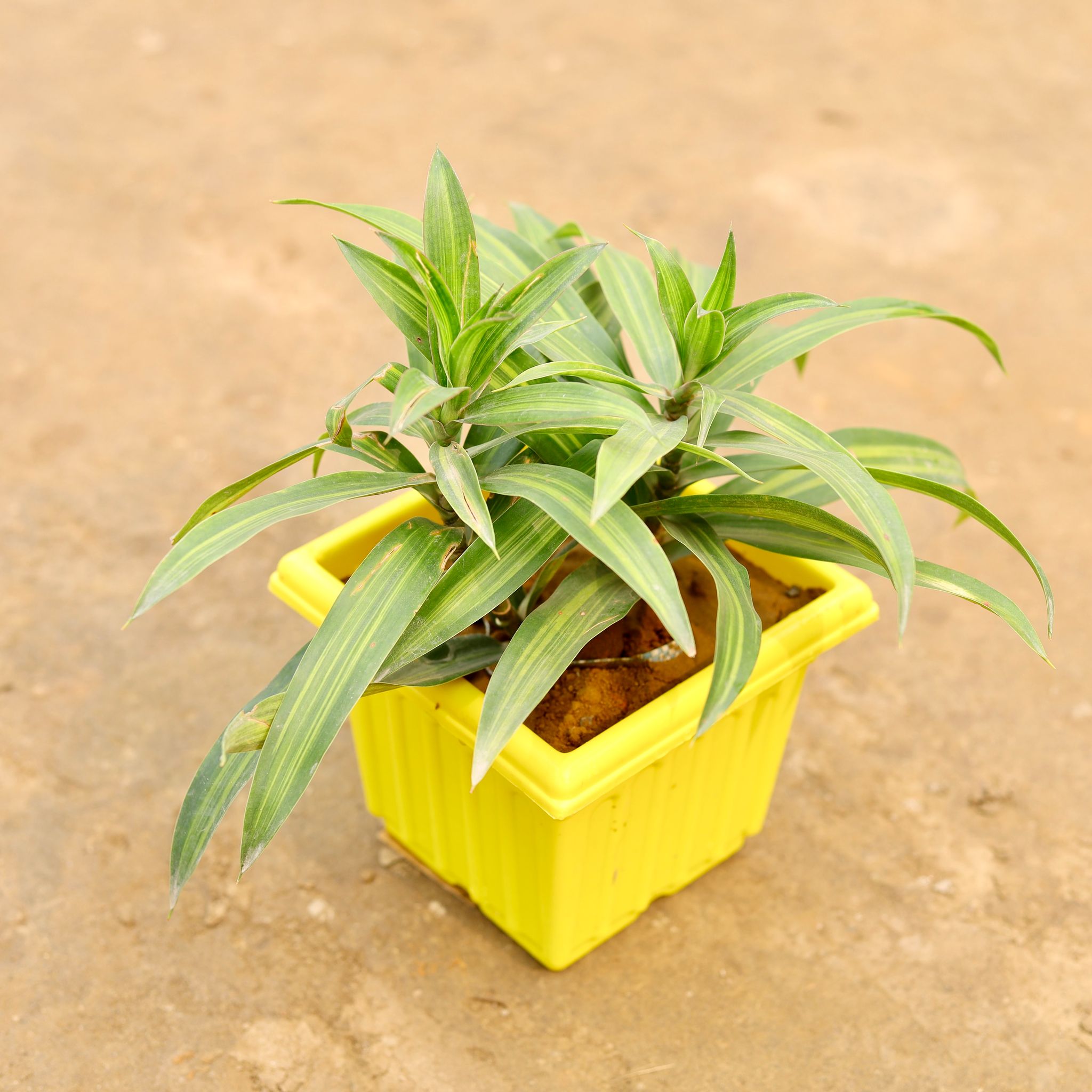 Dracaena Messenger Green in 6 Inch Elegant Yellow Plastic Pot