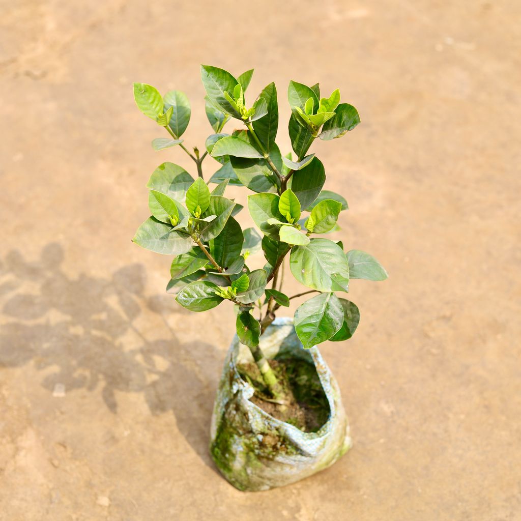 Buy Gandhraaj / Gardenia in 7 Inch Nursery bag | Urvann.com Gandhraaj / Gardenia in 7 Inch Nursery bag