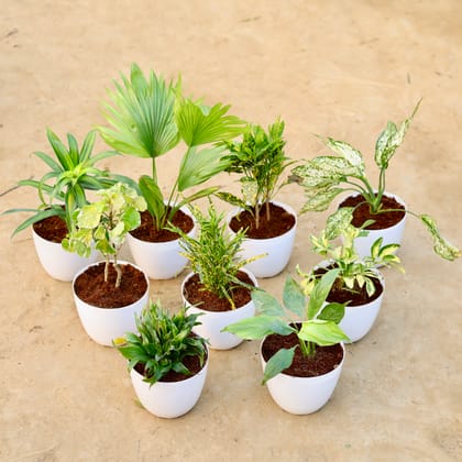 Buy Living Room Special - Set of 9 - Dracaena Messanger, China Palm, Baby Croton, Aglaonema Snow White, Aralia Dinner Plate, Chironji Croton, Schefflera Brassia, Dracaena Compacta & Peace Lily in 6 Inch White Premium Orchid Round Plastic Pot Online | Urvann.com