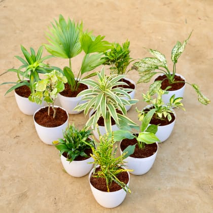 Buy Indoor Supreme - Set of 10 - Dracaena Messanger, China Palm, Baby Croton, Aglaonema Snow White, Aralia Dinner Plate, Song of India, Chironji Croton, Schefflera Brassia, Dracaena Compacta & Peace Lily in 6 Inch White Premium Orchid Round Plastic Pot Online | Urvann.com