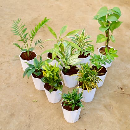 Buy Set of 10 - Chameadorea Palm, Lucky Bamboo, Song of India, Money Plant with Moss Stick, Peace Lily, Aglaonema Snow White, Schefflera Green, Baby Croton, Chironji Croton & Dracaena Compacta in 6 Inch Marble White Premium Diamanti Plastic Pot Online | Urvann.com