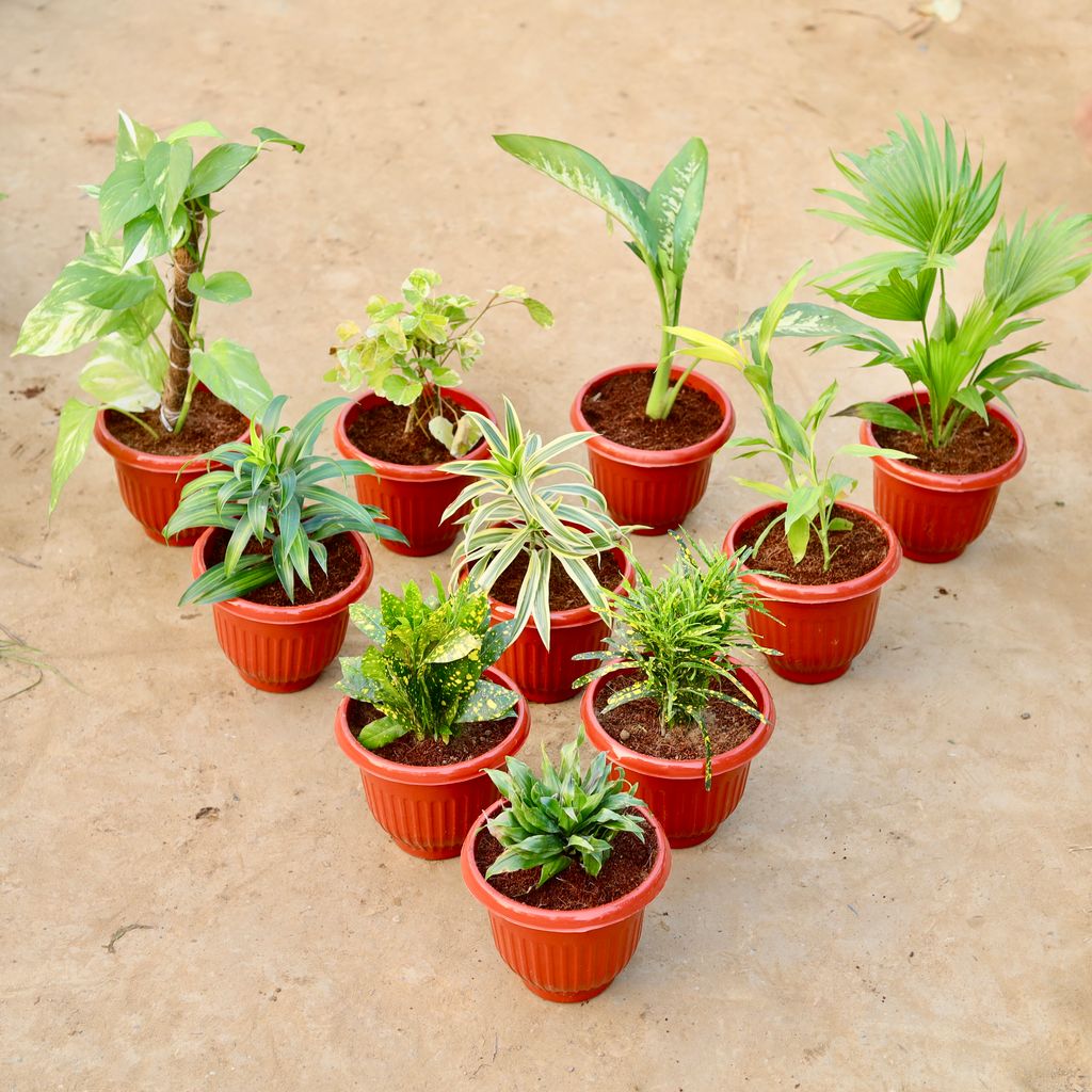 Buy Set of 10 - Money Plant with Moss Stick, Aralia Dinner Plate, Dieffenbachia Seguine, China Palm, Dracaena Messanger, Song of India, Lucky Bamboo, Baby Croton, Chironji Croton & Dracaena Compacta in 8 Inch Terracotta Red Olive Plastic Pot Online | Urvann.com Set of 10 - Money Plant with Moss Stick, Aralia Dinner Plate, Dieffenbachia Seguine, China Palm, Dracaena Messanger, Song of India, Lucky Bamboo, Baby Croton, Chironji Croton & Dracaena Compacta in 8 Inch Terracotta Red Olive Plastic Pot