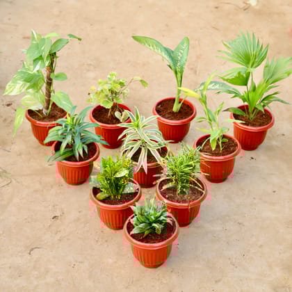 Buy Set of 10 - Money Plant with Moss Stick, Aralia Dinner Plate, Dieffenbachia Seguine, China Palm, Dracaena Messanger, Song of India, Lucky Bamboo, Baby Croton, Chironji Croton & Dracaena Compacta in 8 Inch Terracotta Red Olive Plastic Pot Online | Urvann.com