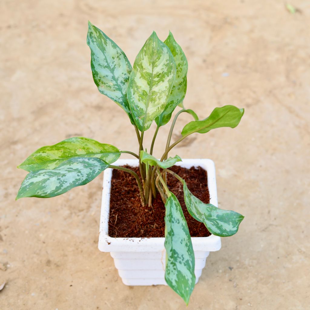 Buy Aglaonema Silver King in 6 Inch White Marble Premium Orchid Square Plastic Pot Online | Urvann.com Aglaonema Silver King in 6 Inch White Marble Premium Orchid Square Plastic Pot